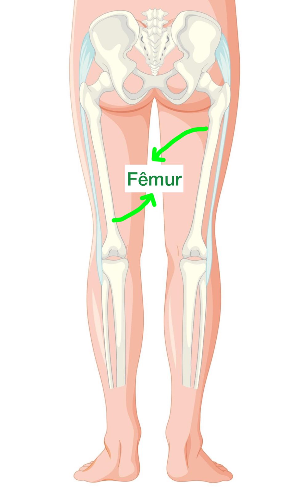 maior osso do corpo humano