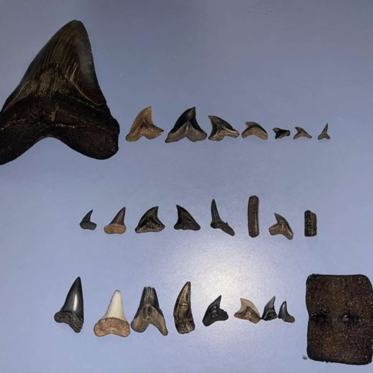 erros comuns sobre quantos dentes um tubarão tem