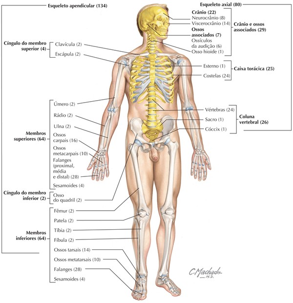 quantos osso tem o corpo humano