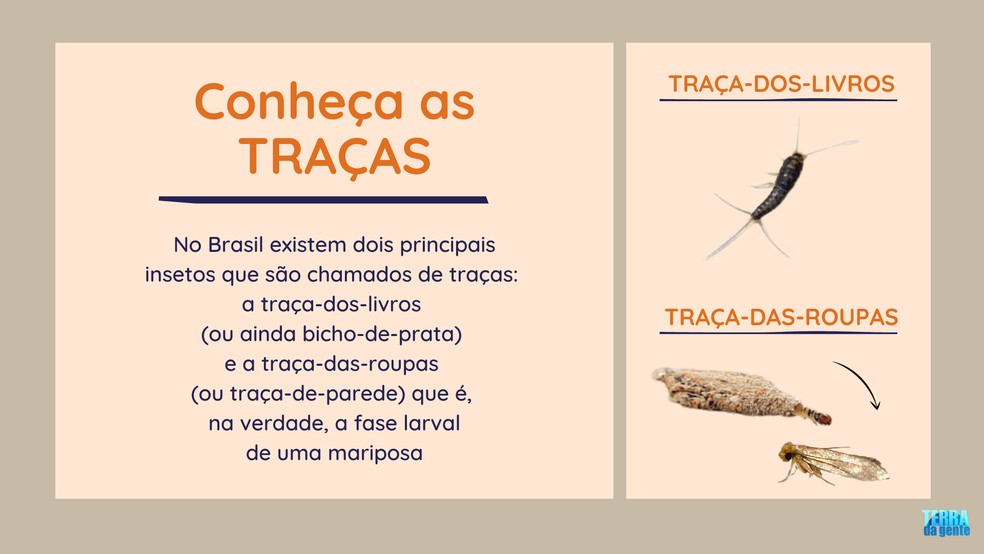 5 Dicas Caseiras Infalíveis para Afastar Traças de Roupas