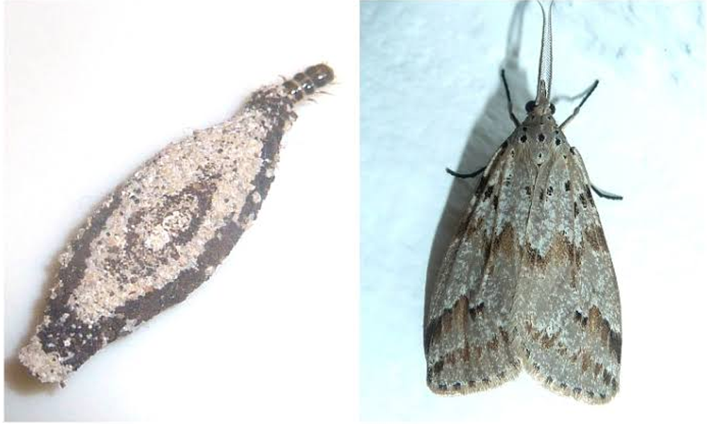 O Guia Completo para Identificar e Eliminar Traças de Guarda-Roupas