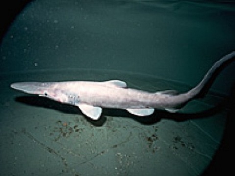 A Dieta Misteriosa do Tubarão-Duende