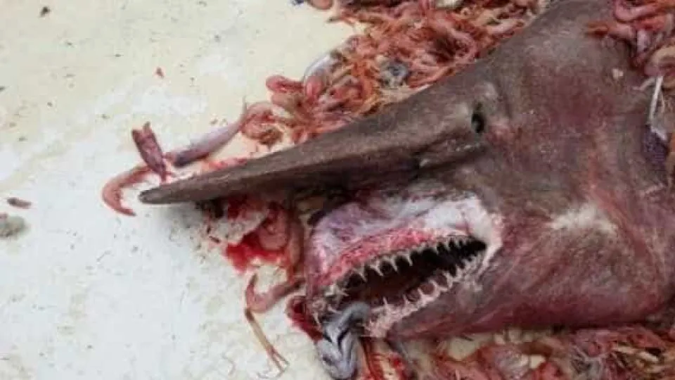 Onde o Tubarão-Duende Vive: Explorando as Profundezas