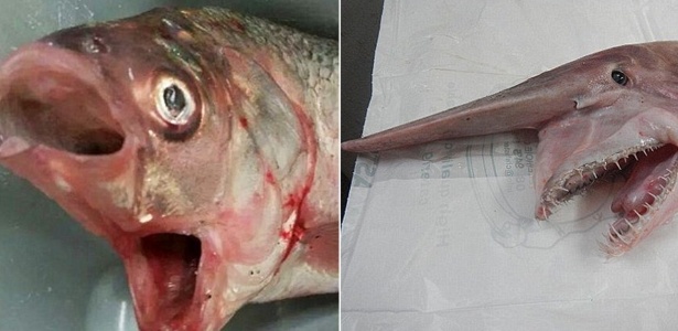 A Dieta Misteriosa do Tubarão-Duende